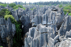 Stone Forest